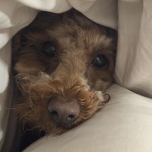 Meet your Posher, Roshni